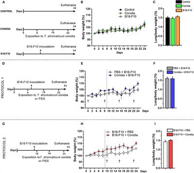 Exposition to Biological Control Agent Trichoderma stromaticum Increases the Development of Cancer in Mice Injected With Murine Melanoma